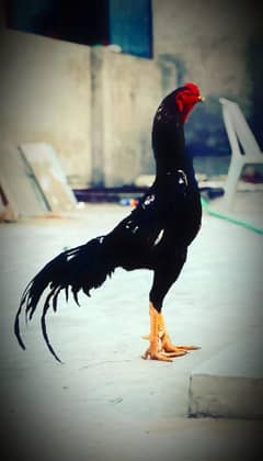 black lakha shamu . burmi pkoy chicks