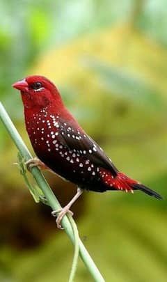 stawberry finch available 5. months babies pair 3000 pair