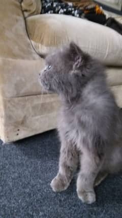 Persian cat for sale, looking for new home