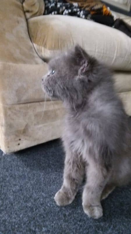 Persian cat for sale, looking for new home 0