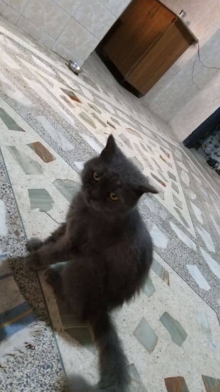 Persian cat for sale, looking for new home 2