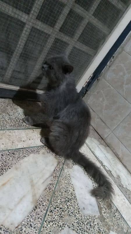 Persian cat for sale, looking for new home 3