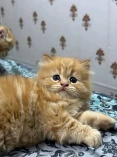 Persian kittens triple coat pair for sale contact whatsap 03292450894