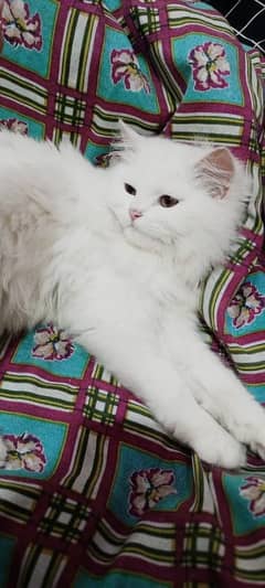 4 month Persian female cat