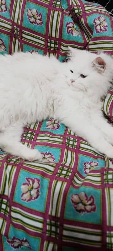 4 month Persian female cat 1