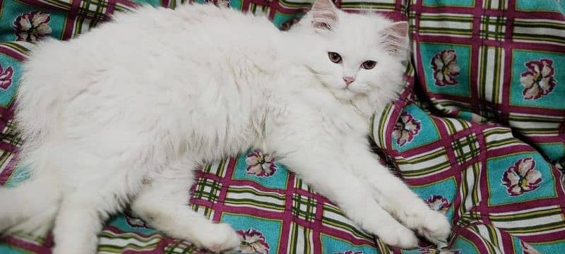 4 month Persian female cat 4