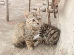 Two cute female cats