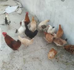 Golden Misri Desi Murghi Hen for urgent Sale Egg lying