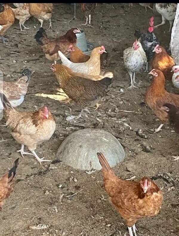 Golden Misri Desi Murghi Hen for urgent Sale Egg lying 3