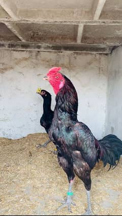 Pure Thai super naklokar Chicks Available