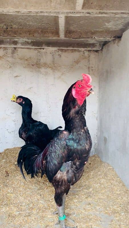 Pure Thai super naklokar Chicks Available 1