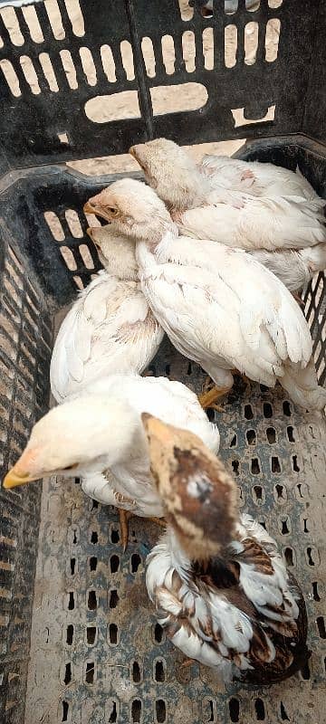 Aseel Chicks Lakha and Heera Pure White 3