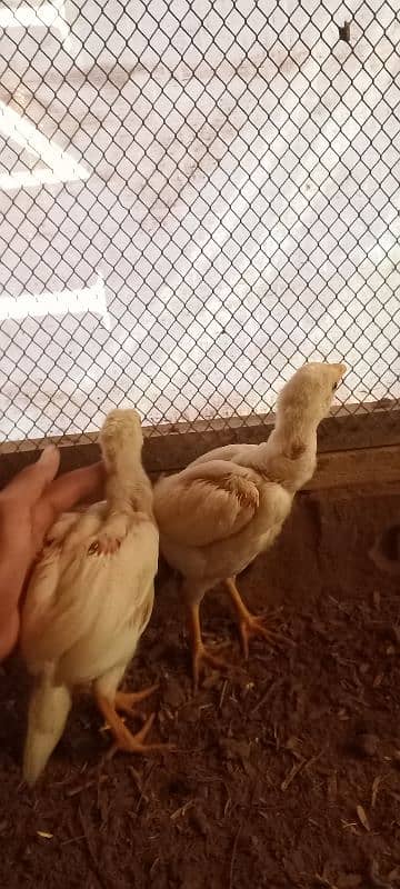 Aseel Chicks Lakha and Heera Pure White 8