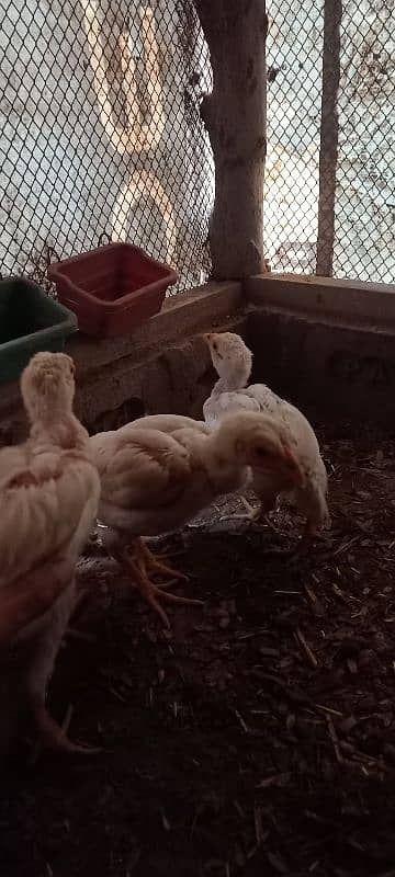 Aseel Chicks Lakha and Heera Pure White 9