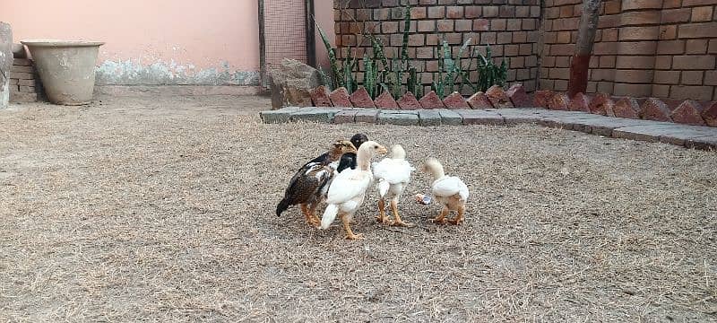 Aseel Chicks Lakha and Heera Pure White 13