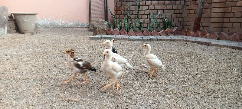 Aseel Chicks Lakha and Heera Pure White 14