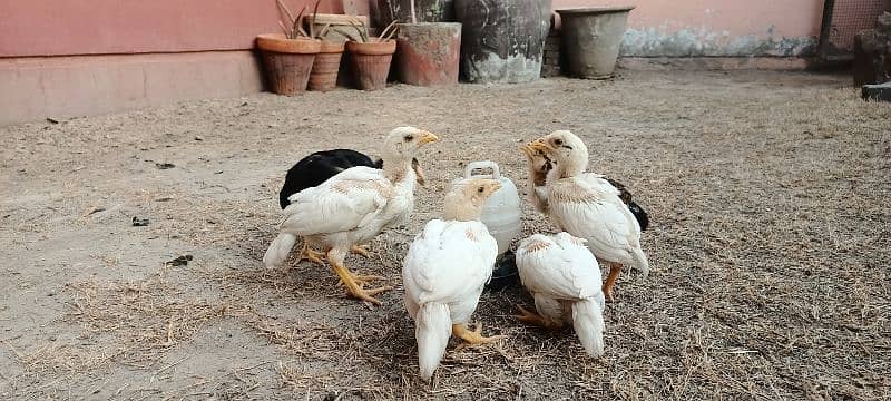 Aseel Chicks Lakha and Heera Pure White 15