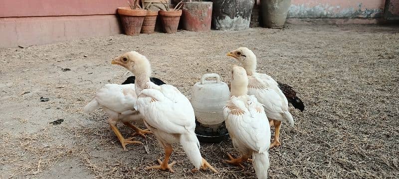 Aseel Chicks Lakha and Heera Pure White 16