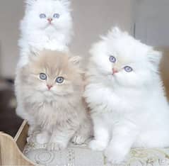 Persian kitten cats