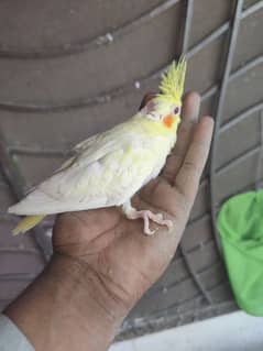 Red Eyes Mutation Chicks for Sale – Unique & Rare Collection