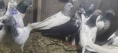 Chapry lakhay golden pigeons for sale.