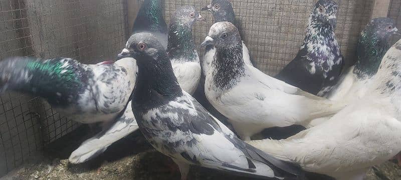 Chapry lakhay golden pigeons for sale. 1