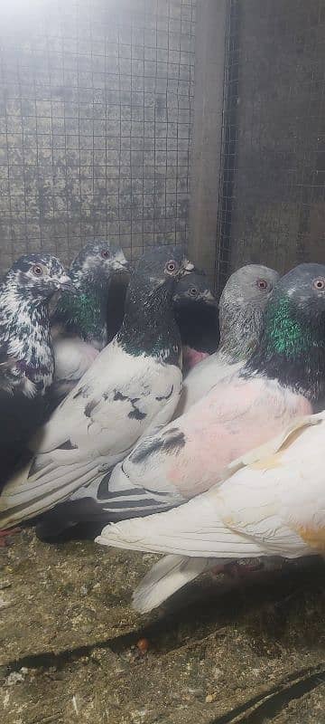 Chapry lakhay golden pigeons for sale. 2