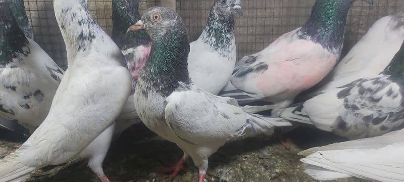 Chapry lakhay golden pigeons for sale. 3