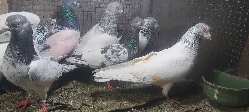 Chapry lakhay golden pigeons for sale. 4