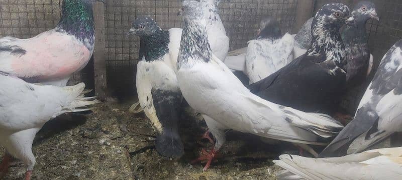 Chapry lakhay golden pigeons for sale. 5