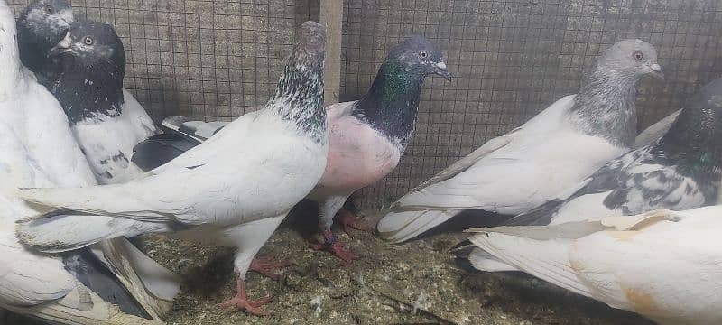 Chapry lakhay golden pigeons for sale. 6