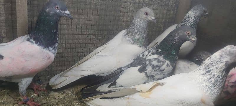 Chapry lakhay golden pigeons for sale. 7