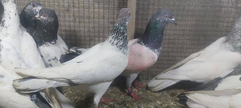 Chapry lakhay golden pigeons for sale. 8