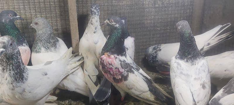 Chapry lakhay golden pigeons for sale. 9