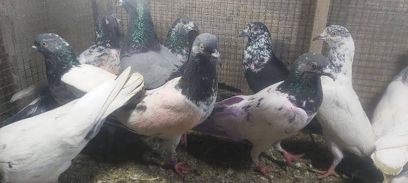 Chapry lakhay golden pigeons for sale. 10