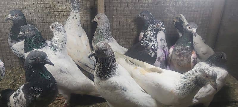 Chapry lakhay golden pigeons for sale. 11