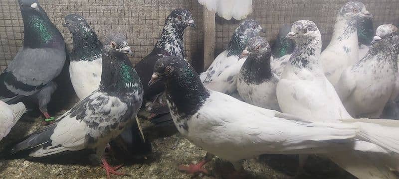 Chapry lakhay golden pigeons for sale. 12