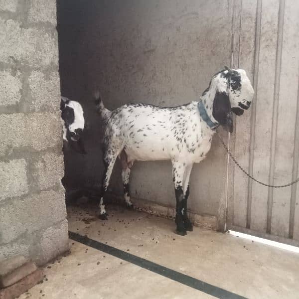 I am selling goat 1