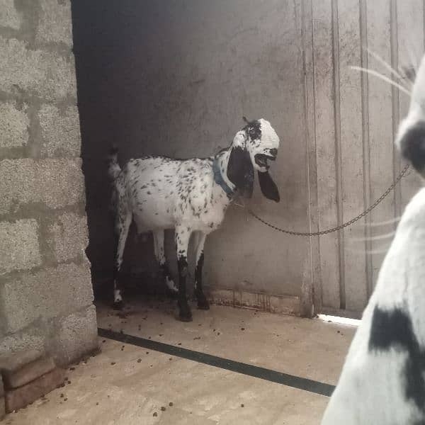 I am selling goat 2