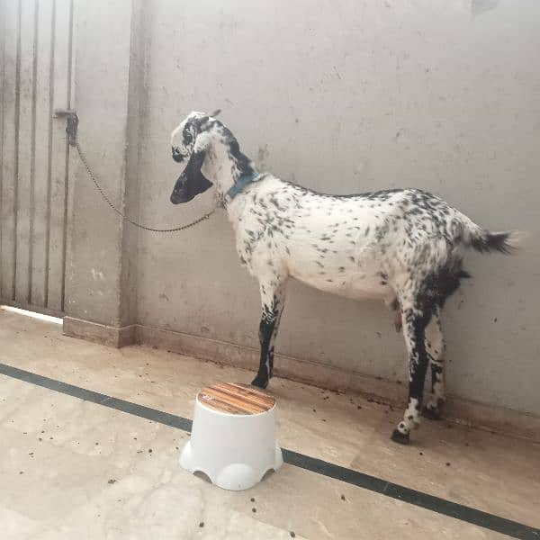 I am selling goat 4