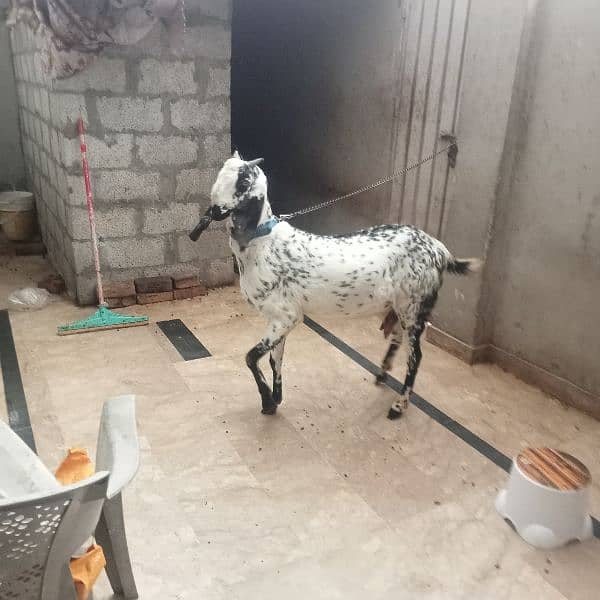 I am selling goat 5