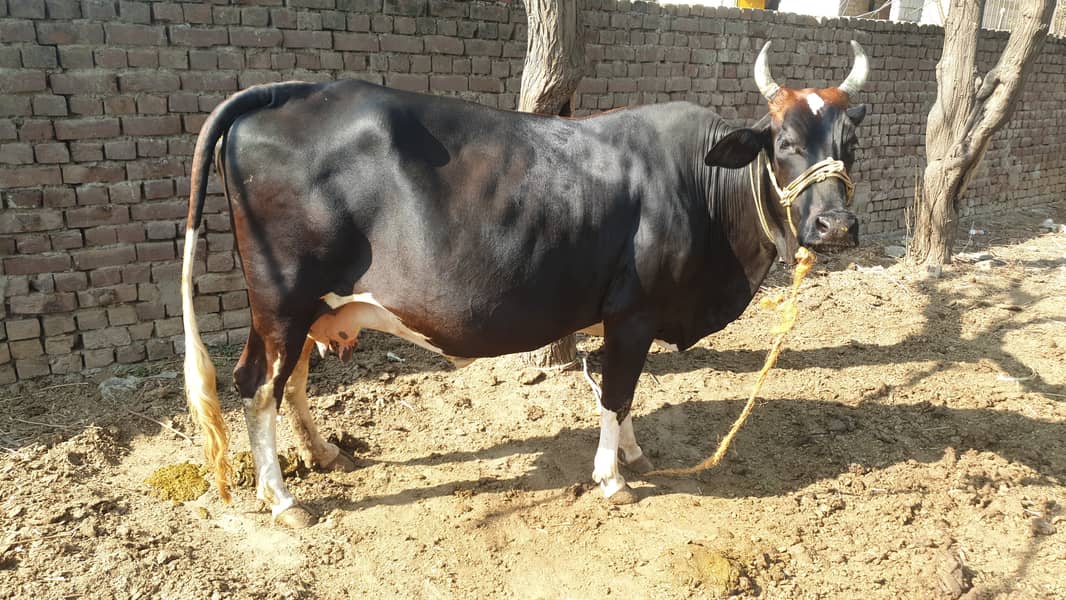 Pregnant Cow | Sahiwali Cow | Ghbn Cow | Cow For Sale 5