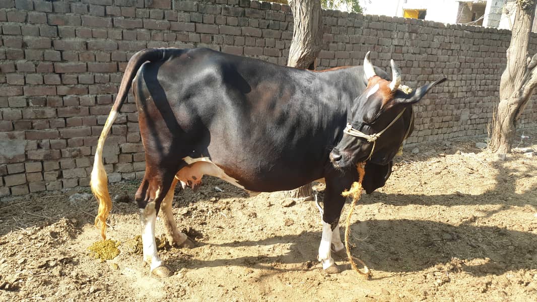 Pregnant Cow | Sahiwali Cow | Ghbn Cow | Cow For Sale 6