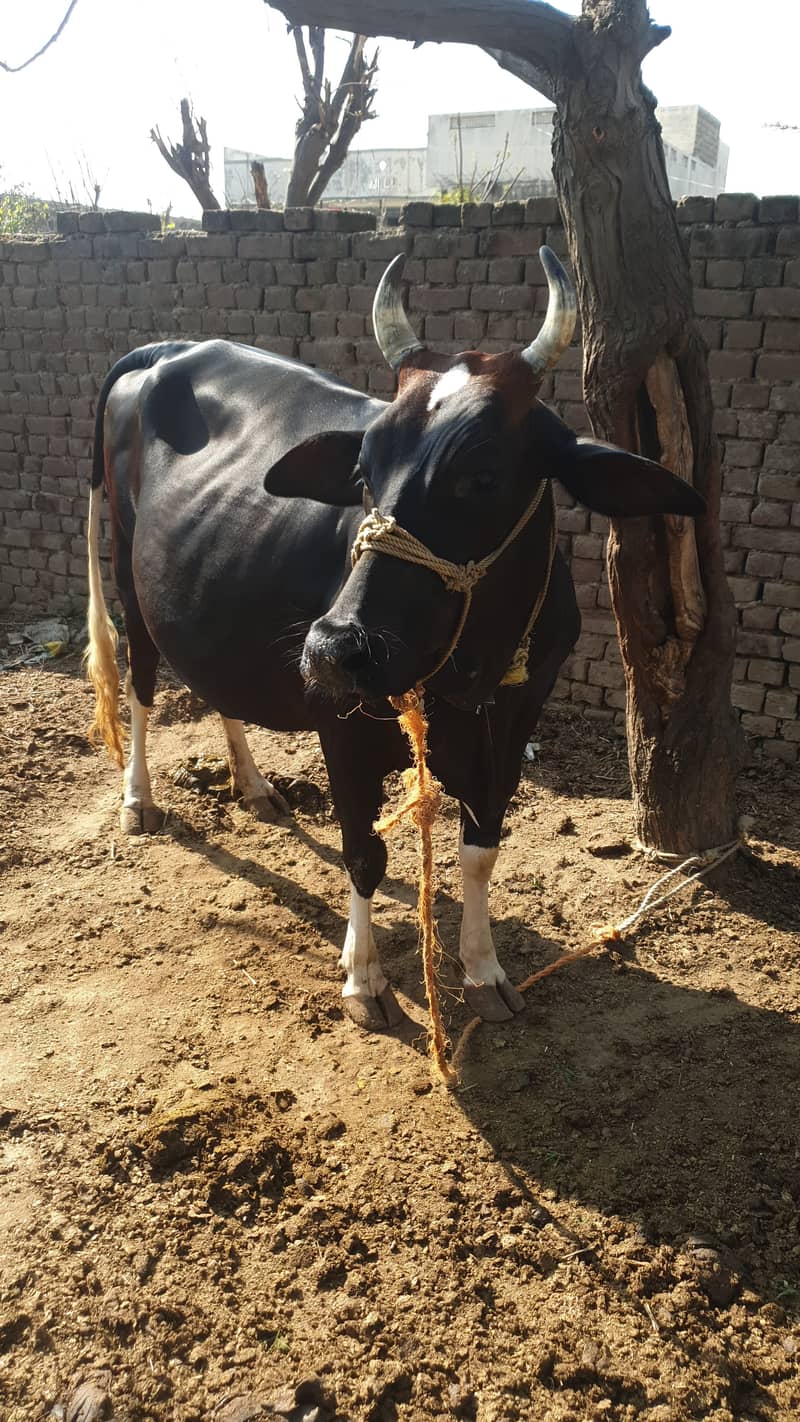 Pregnant Cow | Sahiwali Cow | Ghbn Cow | Cow For Sale 8