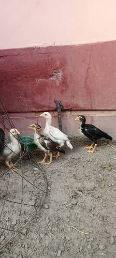 Aseel Chicks Heera and Lakha Pure Quality Chicks