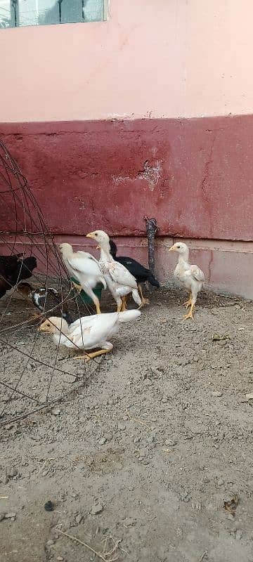 Aseel Chicks Heera and Lakha Pure Quality Chicks 4