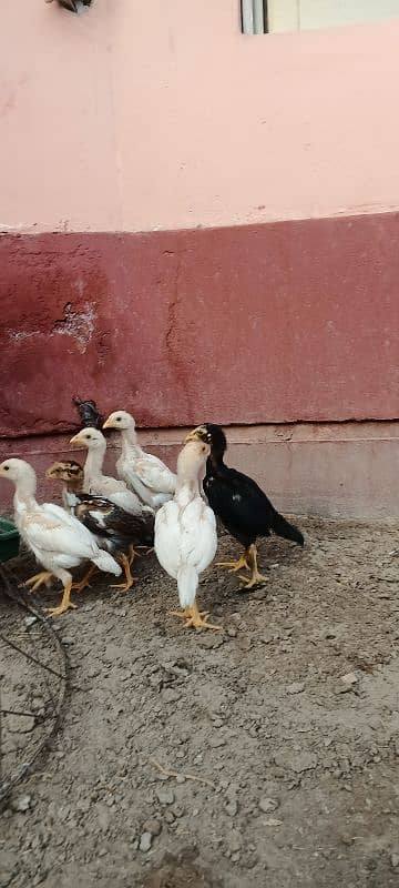 Aseel Chicks Heera and Lakha Pure Quality Chicks 5