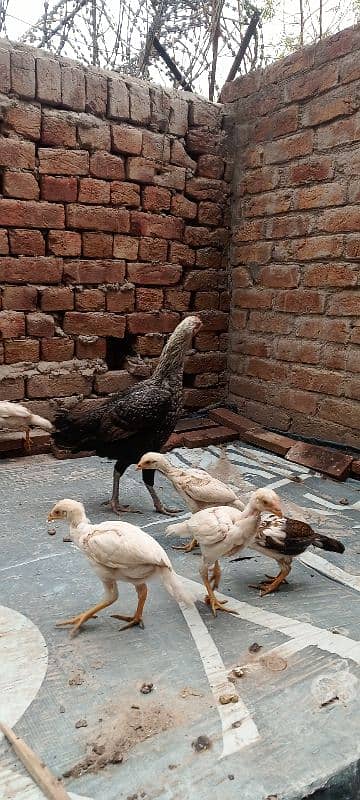 Aseel Chicks Heera and Lakha Pure Quality Chicks 10