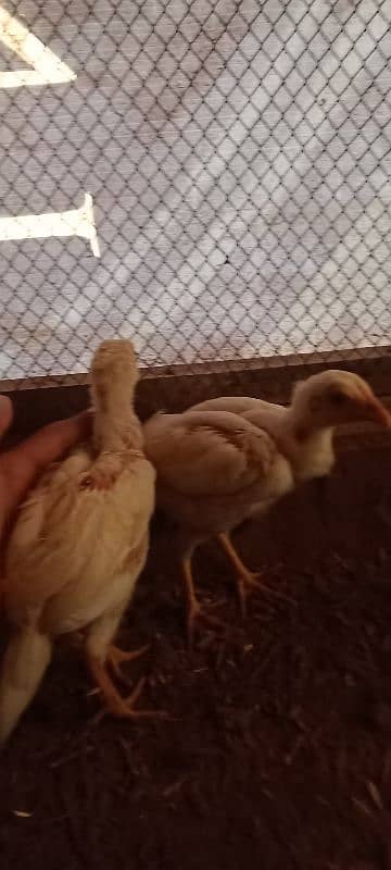 Aseel Chicks Heera and Lakha Pure Quality Chicks 14