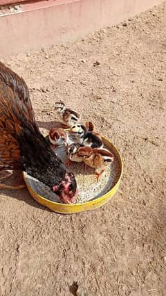 Aseel Chicks Lakha and white Heera for sale